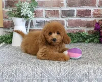 F1B Chanel, a female Cavapoo for sale in Syracuse, IN – 3 of 9
