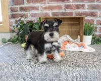 AKC Jacob, a male Miniature Schnauzer for sale in Syracuse, IN – 1 of 10