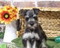 AKC Denver, a male Miniature Schnauzer for sale in Syracuse, IN – 5 of 5