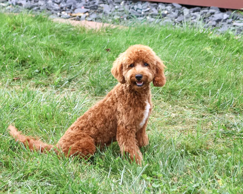 F1B Matilda  – Cavapoo puppy for sale in Syracuse, IN