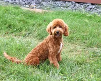 F1B Matilda , a female Cavapoo for sale in Syracuse, IN – 1 of 10