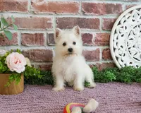 AKC Bonnie, a female West Highland White Terrier for sale in Syracuse, IN – 10 of 10