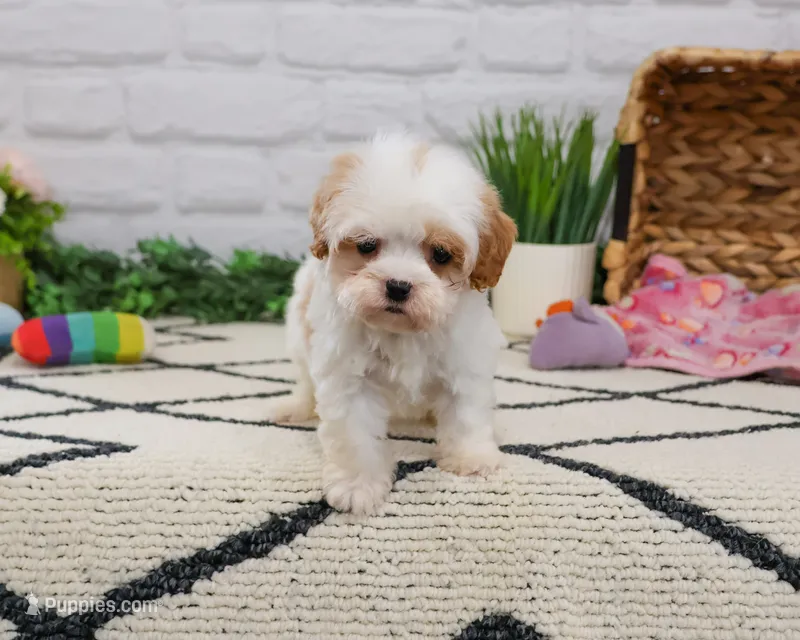 F1 Patty  – Cavapoo puppy for sale in Syracuse, IN