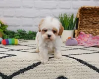F1 Patty , a female Cavapoo for sale in Syracuse, IN – 1 of 9