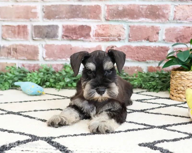 AKC Tristan  – Miniature Schnauzer puppy for sale in Syracuse, IN