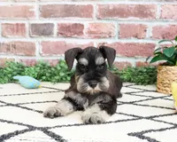 AKC Tristan , a male Miniature Schnauzer for sale in Syracuse, IN – 1 of 6