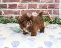 AKC Diego, a male Shih Tzu for sale in Syracuse, IN – 3 of 5