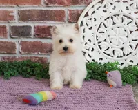 AKC Caroline, a female West Highland White Terrier for sale in Syracuse, IN – 4 of 8