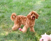 F1B Amore, a female Cavapoo for sale in Syracuse, IN – 4 of 8