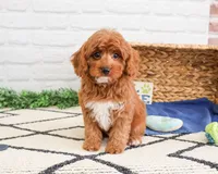 F1B Valentino , a male Cavapoo for sale in Syracuse, IN – Photo 4 of 7
