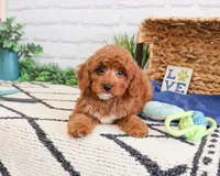 F1B Valentino , a male Cavapoo for sale in Syracuse, IN – Photo 5 of 7