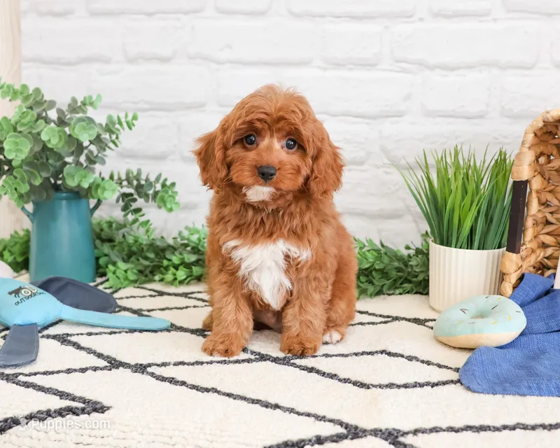 F1B Valentino  – Cavapoo puppy for sale in Syracuse, IN