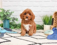 F1B Valentino , a male Cavapoo for sale in Syracuse, IN – Photo 1 of 7