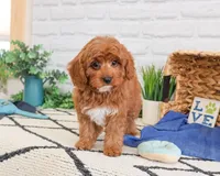 F1B Valentino , a male Cavapoo for sale in Syracuse, IN – Photo 2 of 7