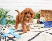 F1B Valentino , a male Cavapoo for sale in Syracuse, IN – Photo 3 of 7