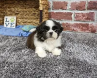 AKC Abel, a male Shih Tzu for sale in Syracuse, IN – 2 of 6