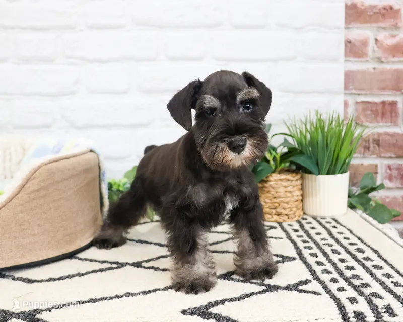 AKC Louie  – Miniature Schnauzer puppy for sale in Syracuse, IN