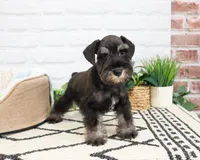 AKC Louie , a male Miniature Schnauzer for sale in Syracuse, IN – 1 of 10