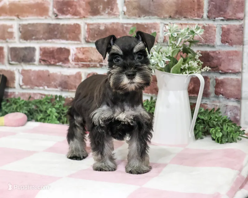 AKC Trina – Miniature Schnauzer puppy for sale in Syracuse, IN