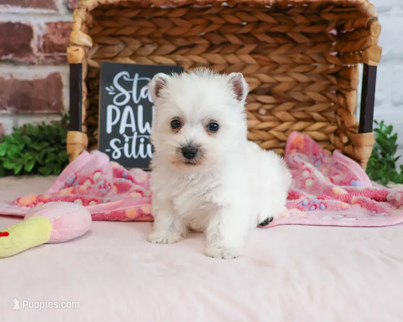 Caroline – West Highland White Terrier puppy for sale in Syracuse, IN