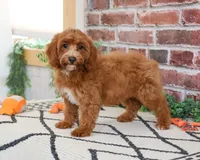 F1B Illius , a male Cavapoo for sale in Syracuse, IN – 5 of 10