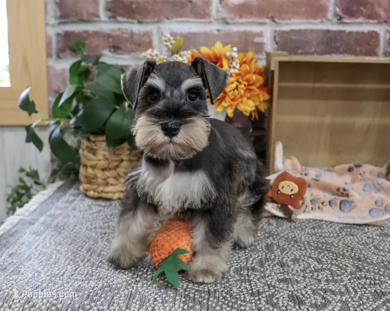 AKC Luther  – Miniature Schnauzer puppy for sale in Syracuse, IN