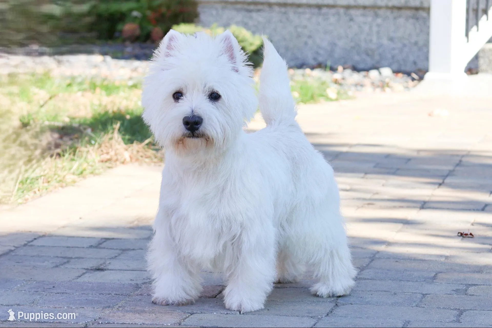 AKC Orli, a female West Highland White Terrier for sale in Syracuse, IN – Photo 10 of 10