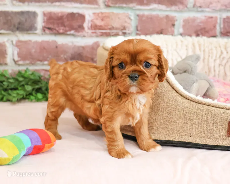 AKC Dreamer – Cavalier King Charles Spaniel puppy for sale in Syracuse, IN