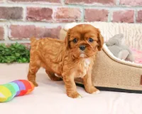 AKC Dreamer, a female Cavalier King Charles Spaniel for sale in Syracuse, IN – 1 of 7