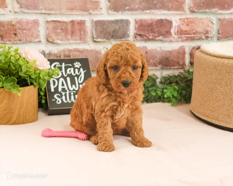 F1B Sugar – Cavapoo puppy for sale in Syracuse, IN
