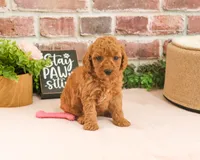 F1B Sugar, a female Cavapoo for sale in Syracuse, IN – 1 of 6
