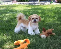AKC Fox , a male Shih Tzu for sale in Syracuse, IN – 2 of 10