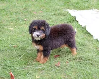 F1B Willow, a female Saint Berdoodle for sale in Syracuse, IN – 5 of 10