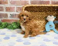 F1B Charles, a male Cavapoo for sale in Syracuse, IN – Photo 6 of 10