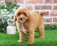 F1B Charles, a male Cavapoo for sale in Syracuse, IN – Photo 3 of 10