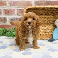 F1B Charles, a male Cavapoo for sale in Syracuse, IN – Photo 7 of 10