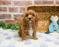 F1B Charles, a male Cavapoo for sale in Syracuse, IN – Photo 5 of 10
