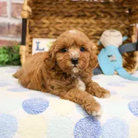F1B Charles, a male Cavapoo for sale in Syracuse, IN – Photo 8 of 10