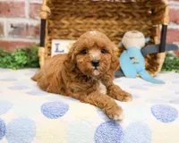 F1B Charles, a male Cavapoo for sale in Syracuse, IN – Photo 8 of 10