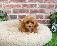F1B Charles, a male Cavapoo for sale in Syracuse, IN – Photo 2 of 10