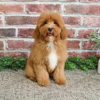 F1B Charles, a male Cavapoo for sale in Syracuse, IN – Photo 5 of 10