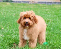 F1B Charles, a male Cavapoo for sale in Syracuse, IN – Photo 2 of 10