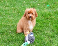 F1B Charles, a male Cavapoo for sale in Syracuse, IN – Photo 1 of 10