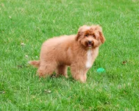 F1B Charles, a male Cavapoo for sale in Syracuse, IN – Photo 3 of 10
