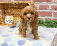 F1B Charles, a male Cavapoo for sale in Syracuse, IN – Photo 7 of 10