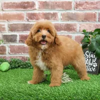 F1B Charles, a male Cavapoo for sale in Syracuse, IN – Photo 6 of 10