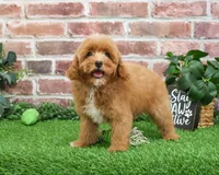 F1B Charles, a male Cavapoo for sale in Syracuse, IN – Photo 1 of 10