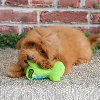F1B Charles, a male Cavapoo for sale in Syracuse, IN – Photo 4 of 10
