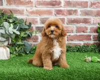 F1B Charles, a male Cavapoo for sale in Syracuse, IN – Photo 4 of 10