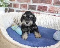 AKC Jonah, a male Miniature Schnauzer for sale in Syracuse, IN – 3 of 5